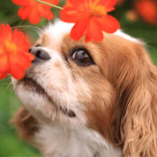 Pollen And Your Pet: Managing Hay Fever In Cats And Dogs - The Pets Larder Natural Pet Shop 