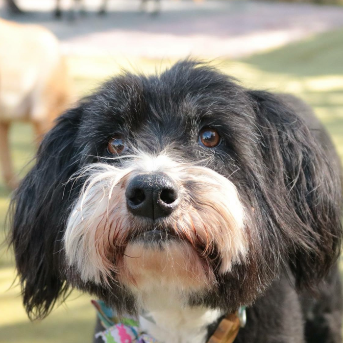 Neurological Impact of Pet Bereavement