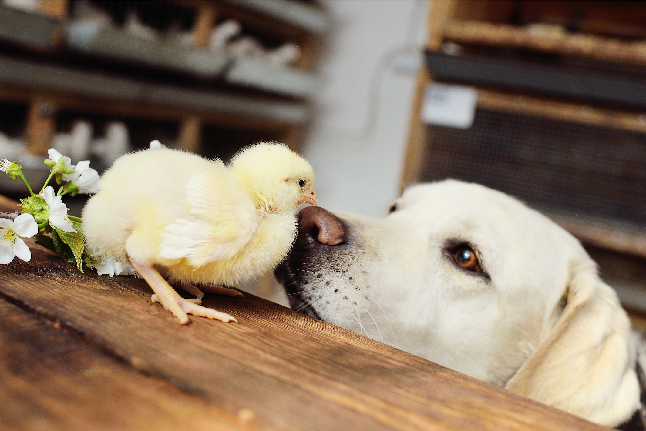 Easter and Dogs: What's Safe, What's Dangerous, and How to Treat Them Properly