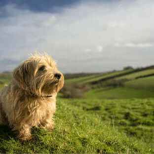 Dog Friendly Holidays in the UK: Part 2 - The Pets Larder Natural Pet Shop 
