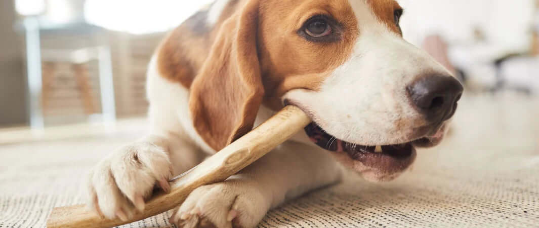 Light brown wooden dog chew stick from Pets Larder, natural texture.