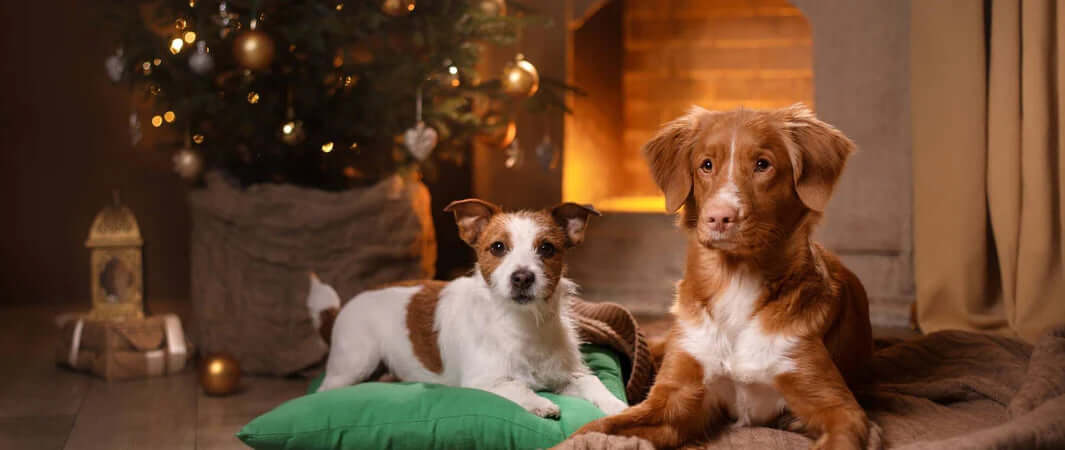 Green dog-pattern cushion for festive season living room decor