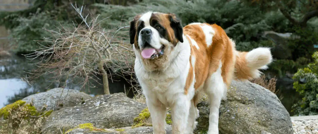 St. in Fabulous Foods and Tasty Treats for Large Breed Dogs article