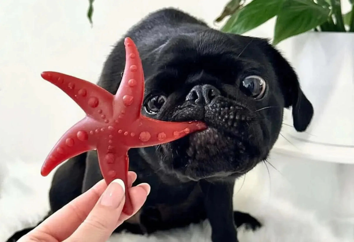 Red rubber starfish dog toy for healthy dog treats playtime