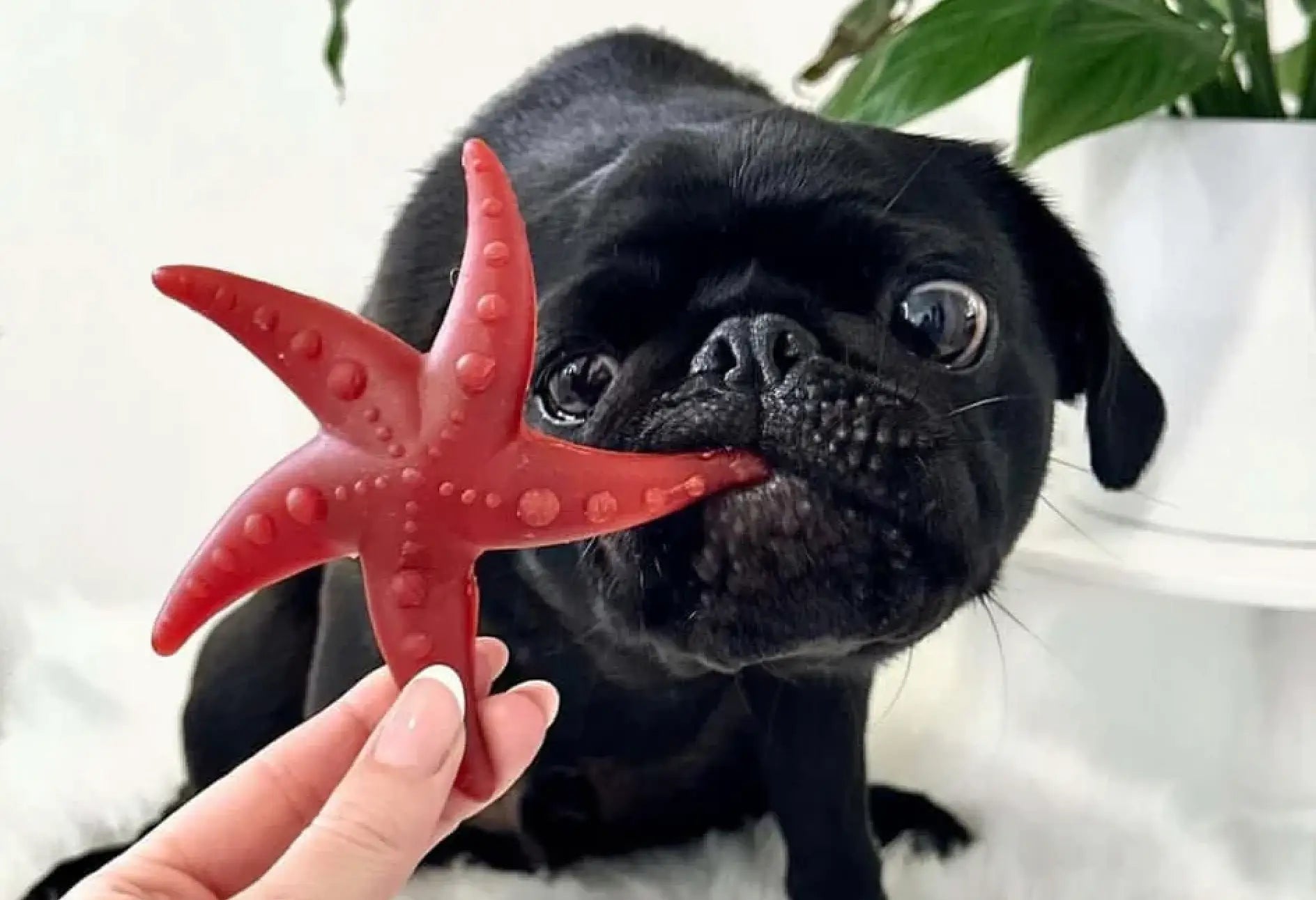 Red rubber starfish dog toy for healthy dog treats playtime