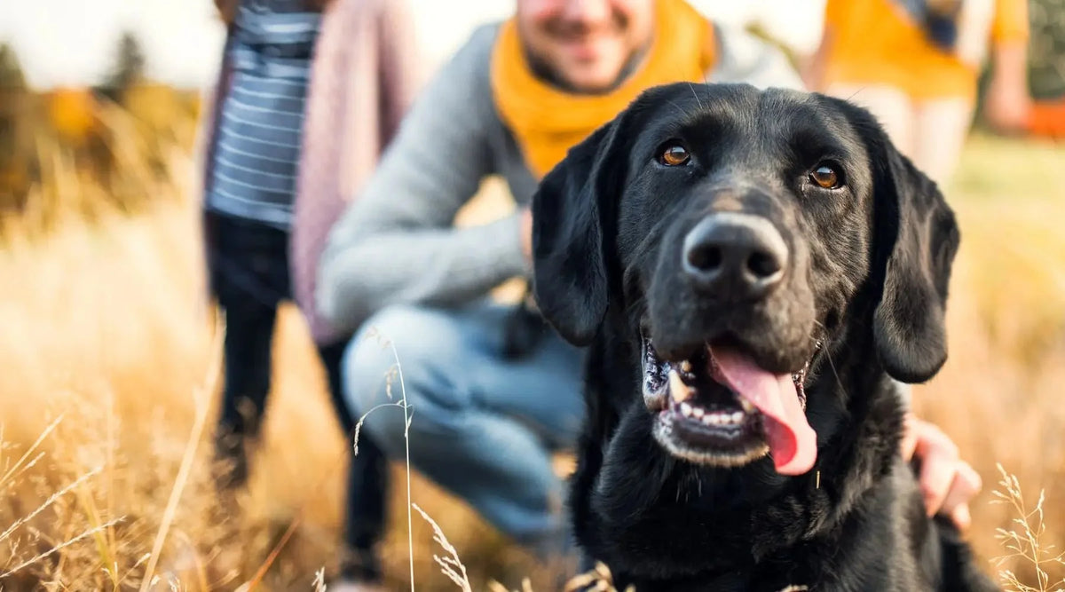 Happy black Labrador retriever with yellow scarf enjoying healthy dog treats