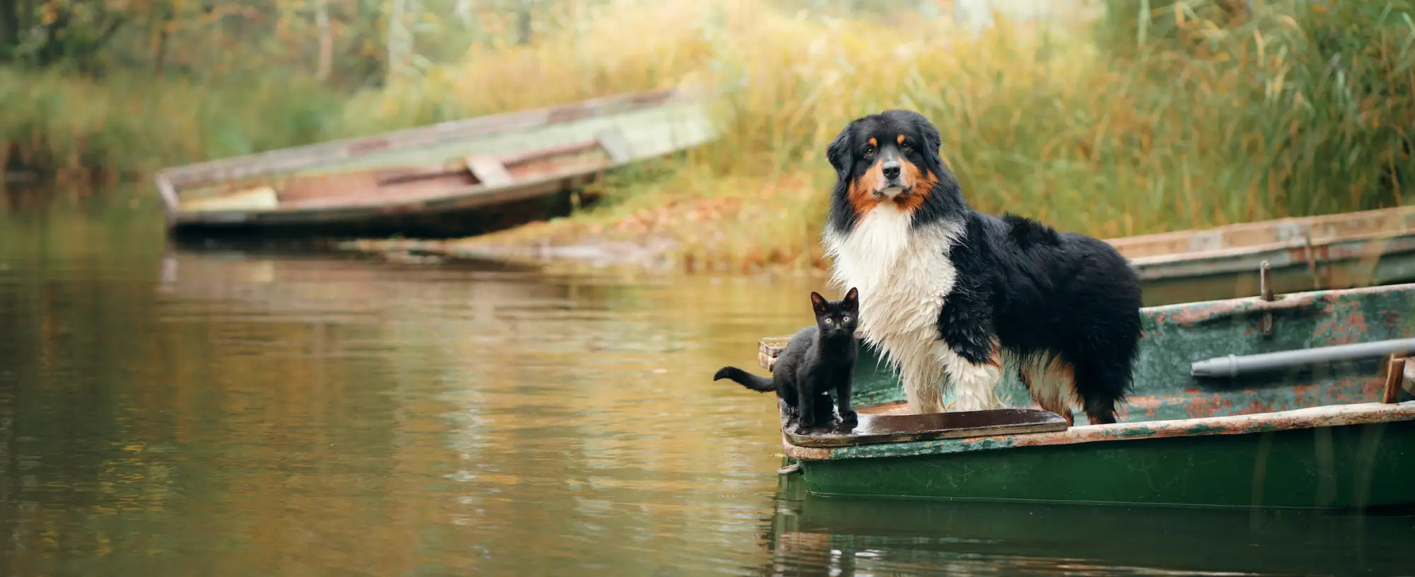 2019 Ford F-350 Super Duty pickup truck for sustainable pet treats delivery