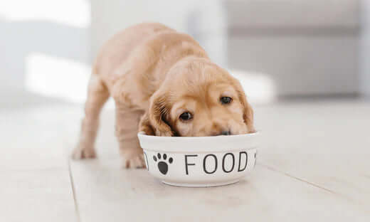 White ceramic puppy food bowl with paw print and glossy food text