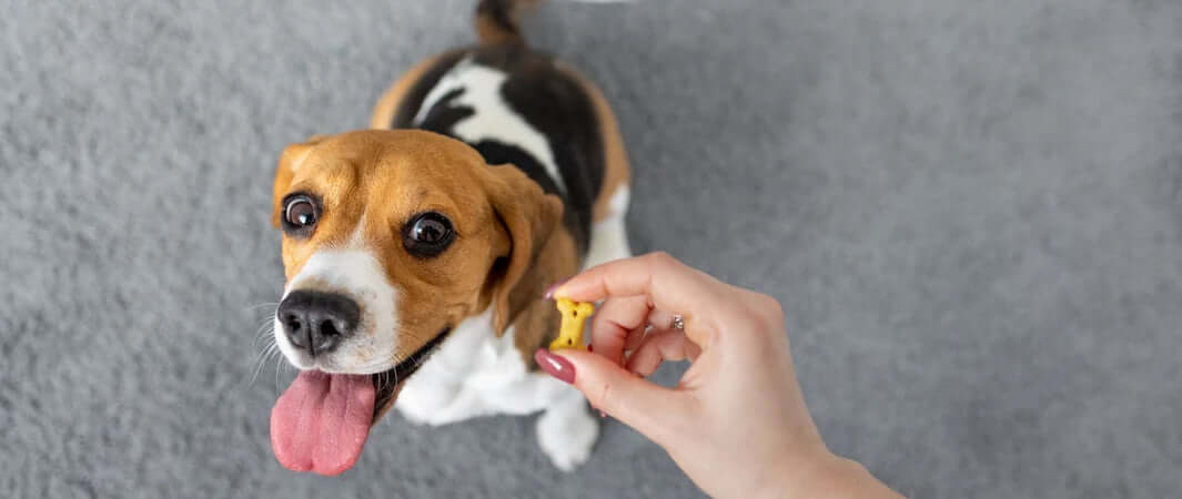 Beagle toy with yellow and white plush design for training treats