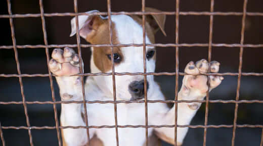 Puppy behind metal wire fence, highlighting Dogs Trust concerns