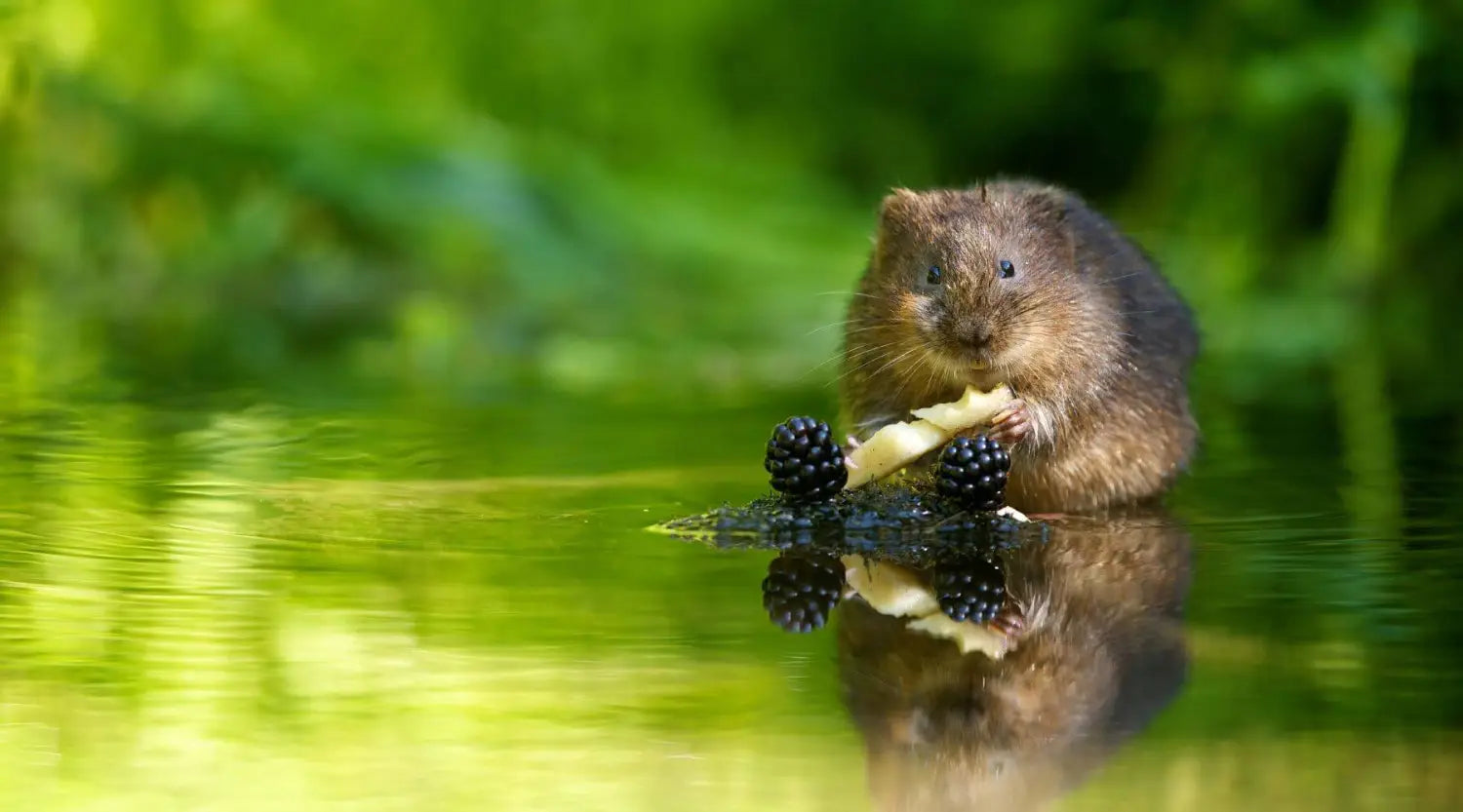 Natural Cornish pet: brown beaver eating blackberry in Cornish water