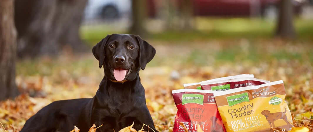 Happy Black Labrador Retriever in Autumn Leaves with Natures Menu Pet Food