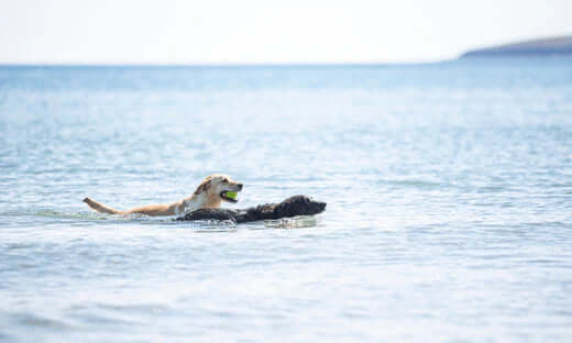 Yellow labrador swimming with green ball on dog friendly Court Farm holiday in Cornwall
