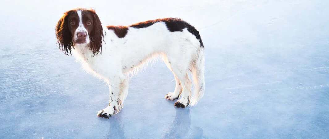 Brown and white speckled dog with floppy ears on ice, Nature’s Variety freeze-dried foods
