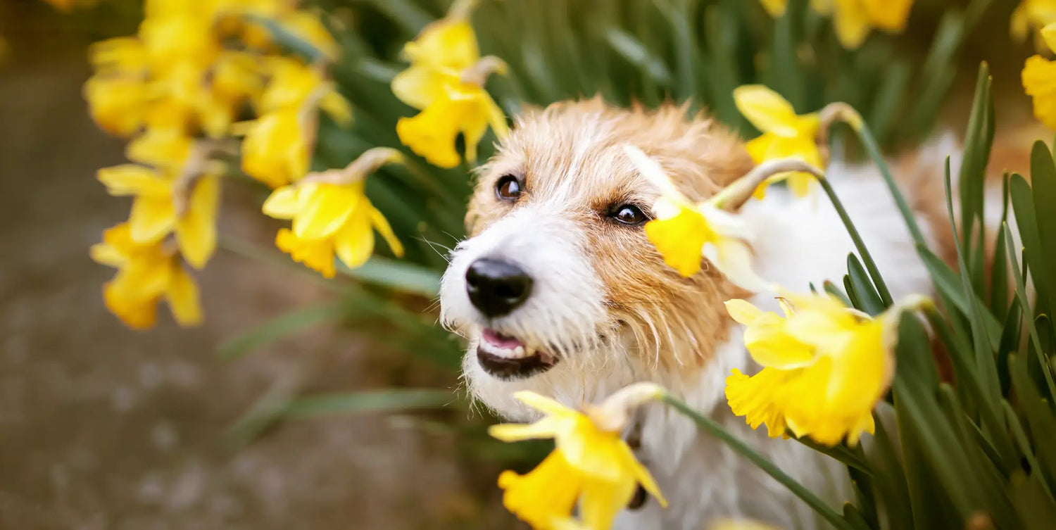 Yellow daffodil bouquet with white raw dog amid flowers in Cornwall