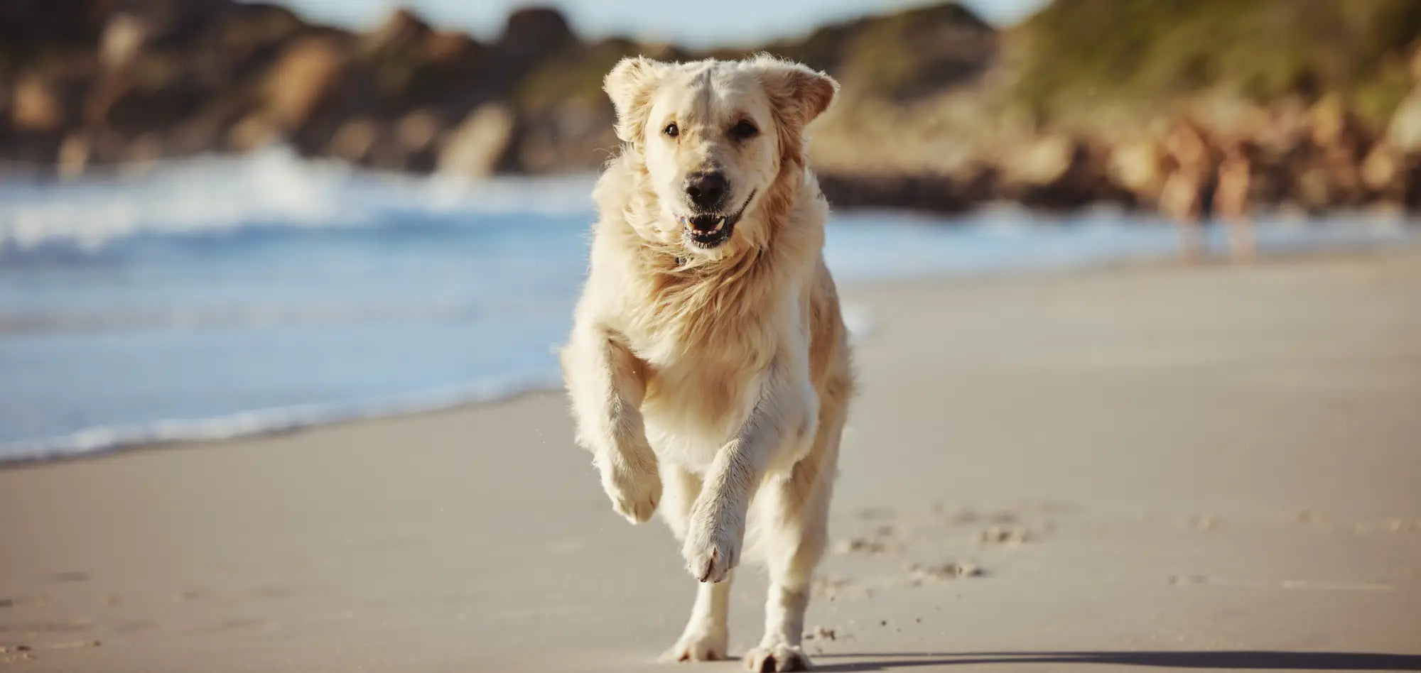 Golden retriever enjoying furry friend toy at Sennen Cove dog-friendly beaches