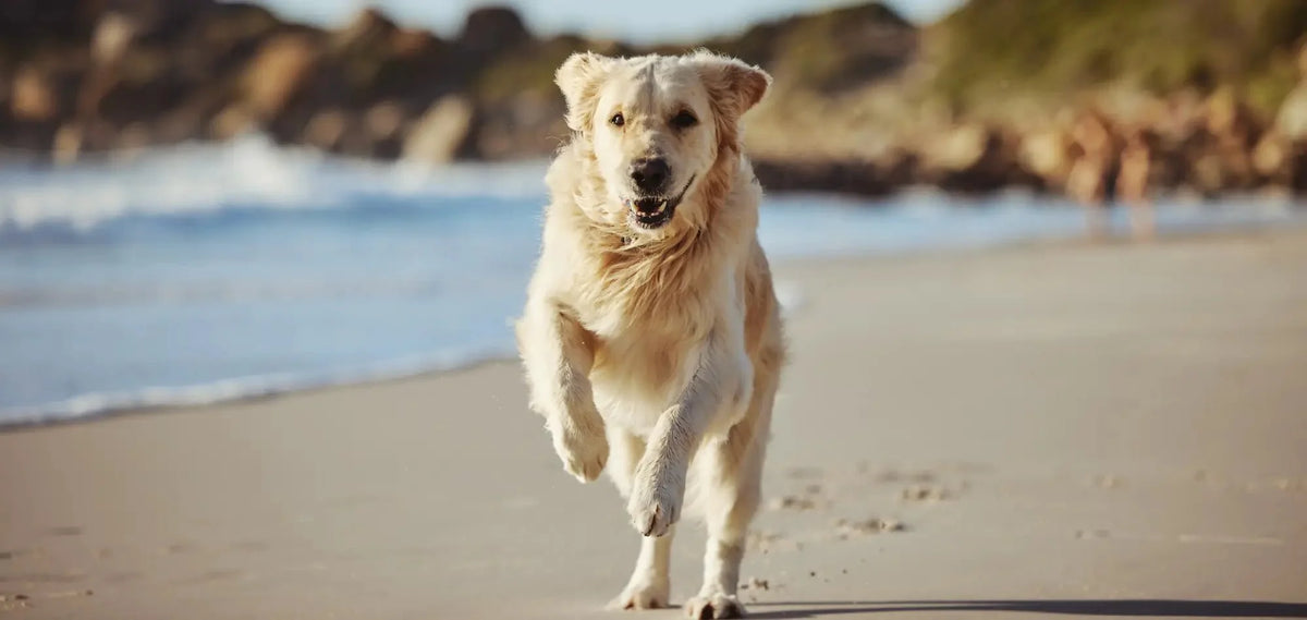 Golden retriever enjoying furry friend toy at Sennen Cove dog-friendly beaches