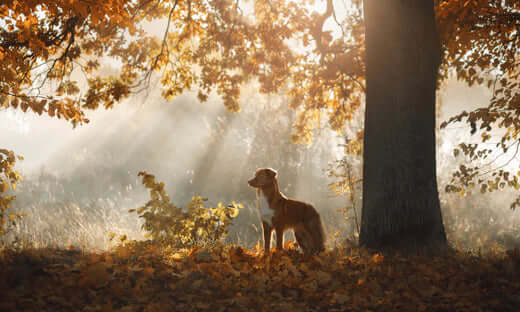 Golden retriever in autumn leaves at Cardinham Woods, Cornwall