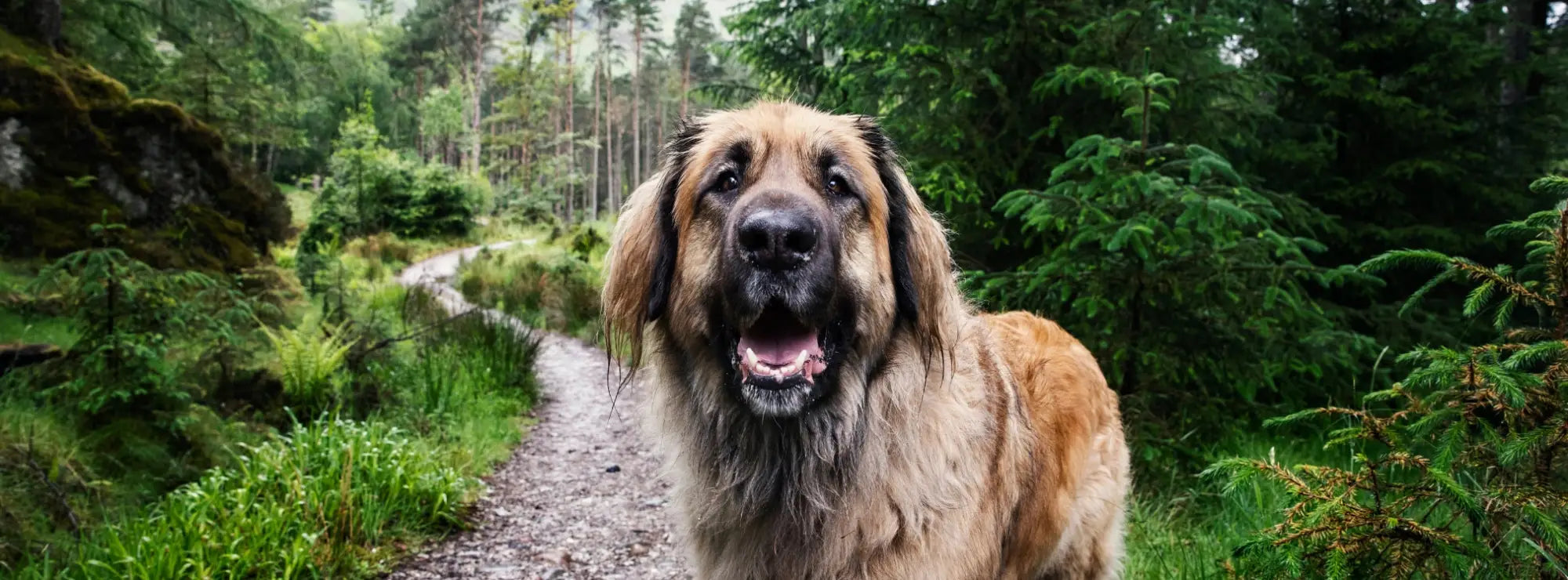 Brown fluffy dog on Lake District walking trail for dog-friendly holiday