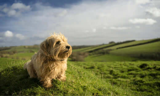 Fluffy golden retriever on grassy hillside in dog friendly National Trust park