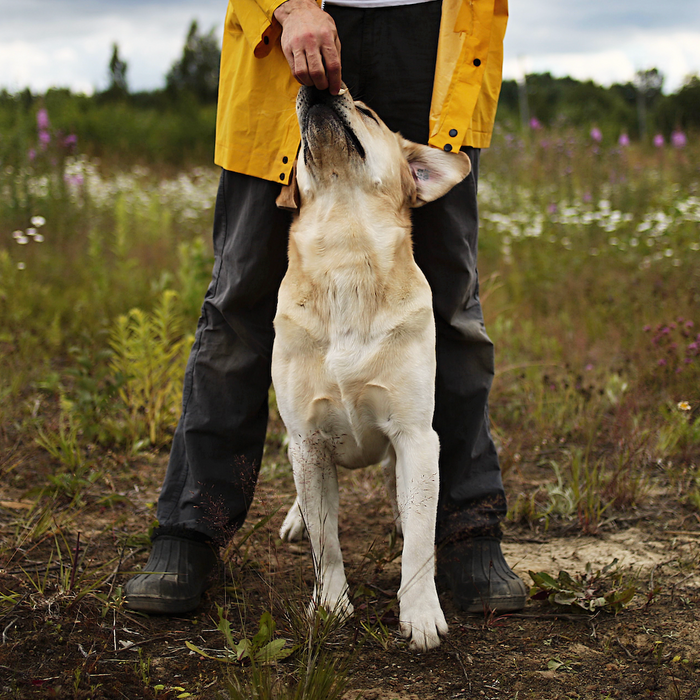 How Virtual Dog Training Is Changing Pet Parenting in the UK