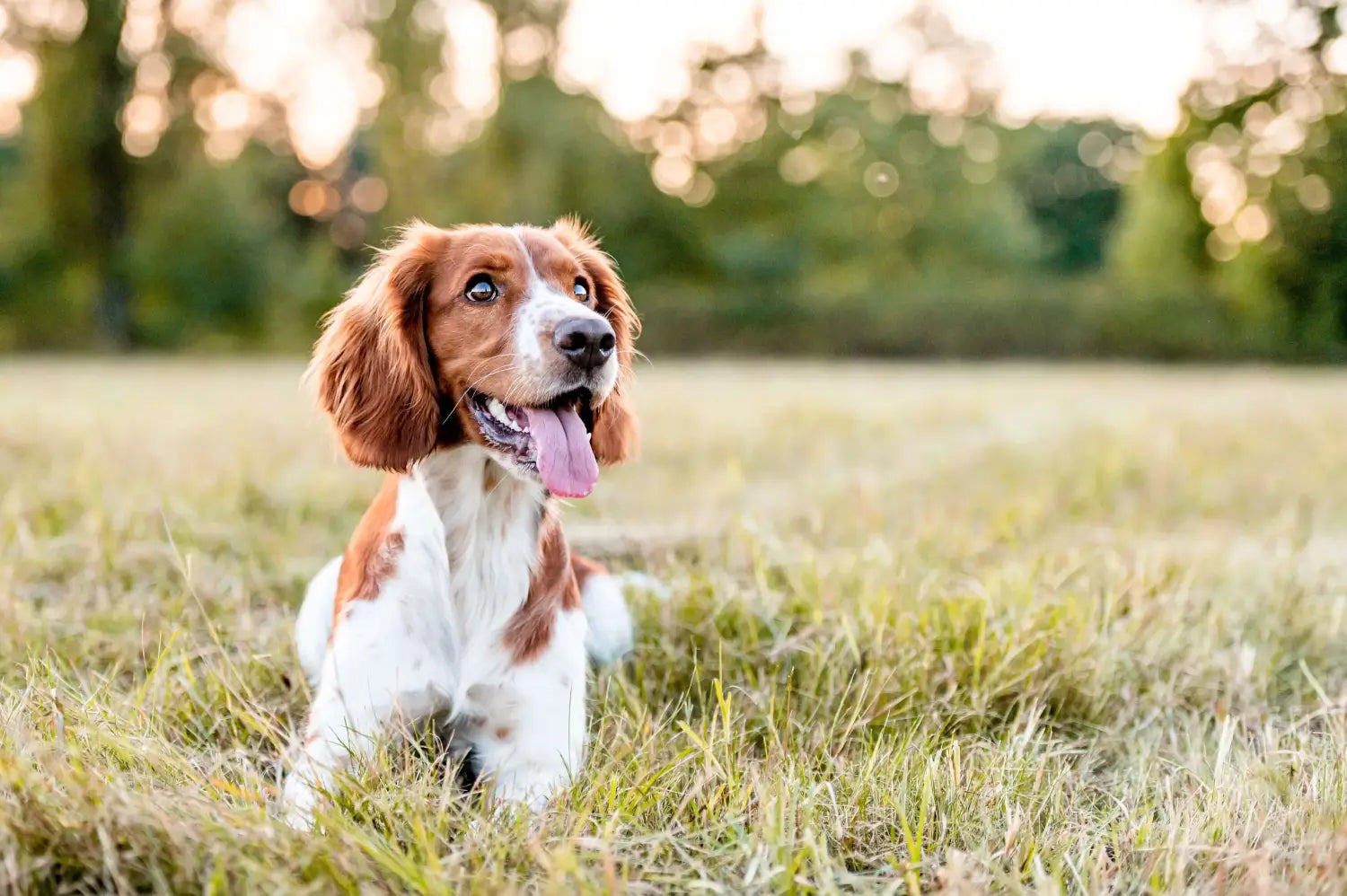 Charming English springer spaniel in field, why dogs eat grass natural instinct