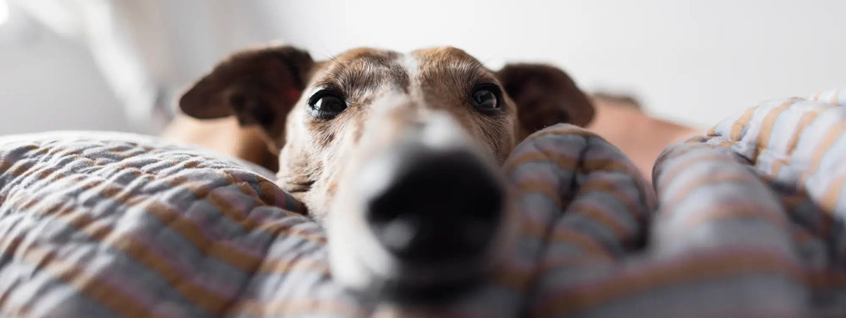 Eco-friendly pet products: Greyhound snout pillowcase with stripes