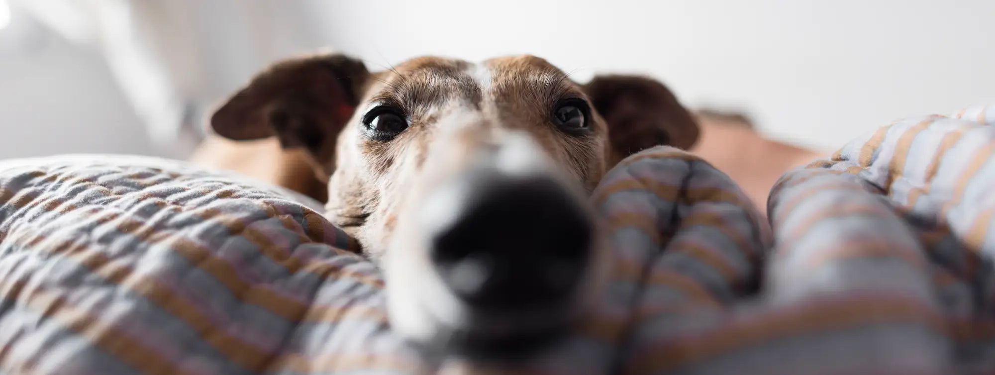 Eco-friendly pet products: Greyhound snout pillowcase with stripes