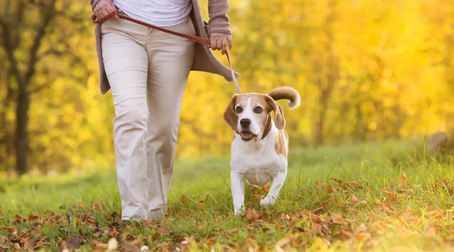 Brown and white beagle on nylon leash with red handle for hot weather walkies