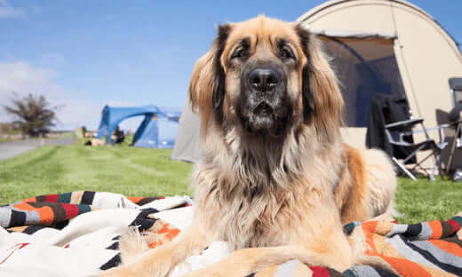 Orange and white striped picnic blanket for canine companions on camping trip