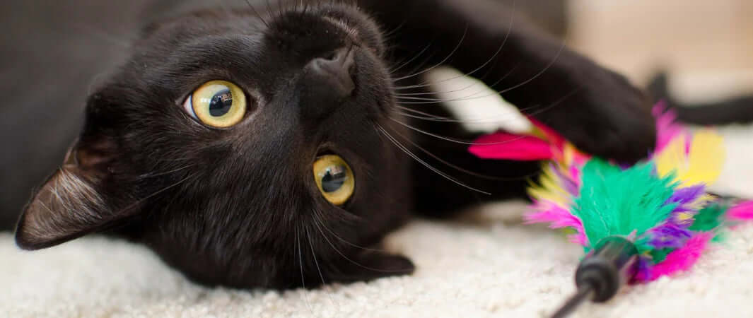 Black feathered cat toy with colorful feathers and string