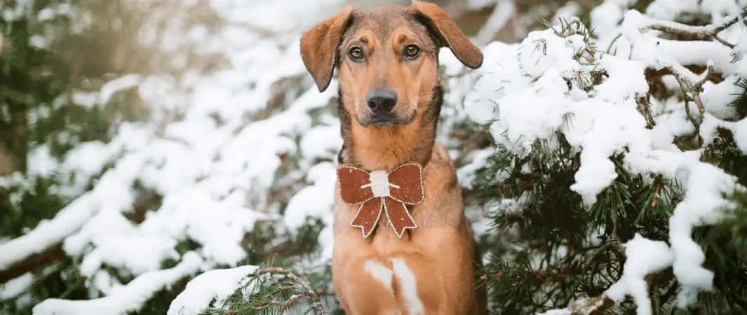 Brown leather dog collar with silver bone charm for festive days in Angarrack Christmas lights