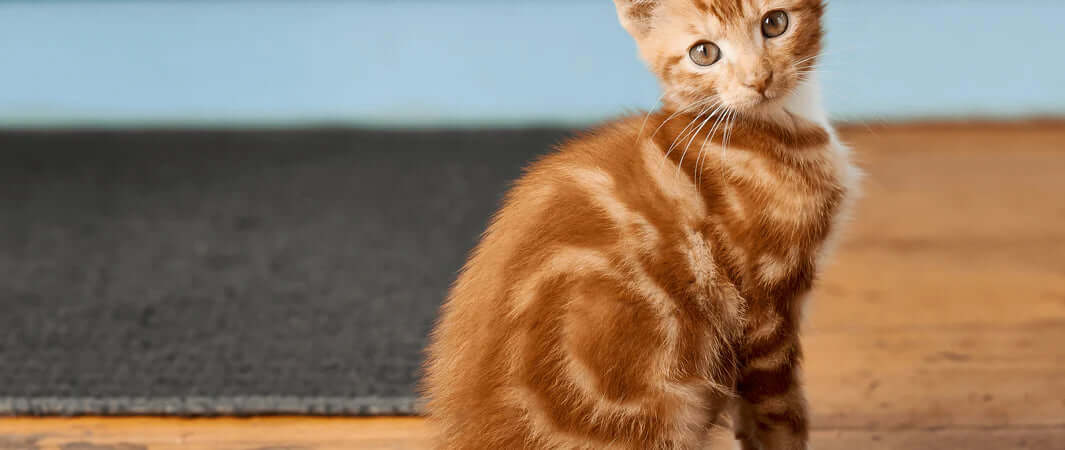 Adorable orange tabby kitten with striped soft fur and cat toys