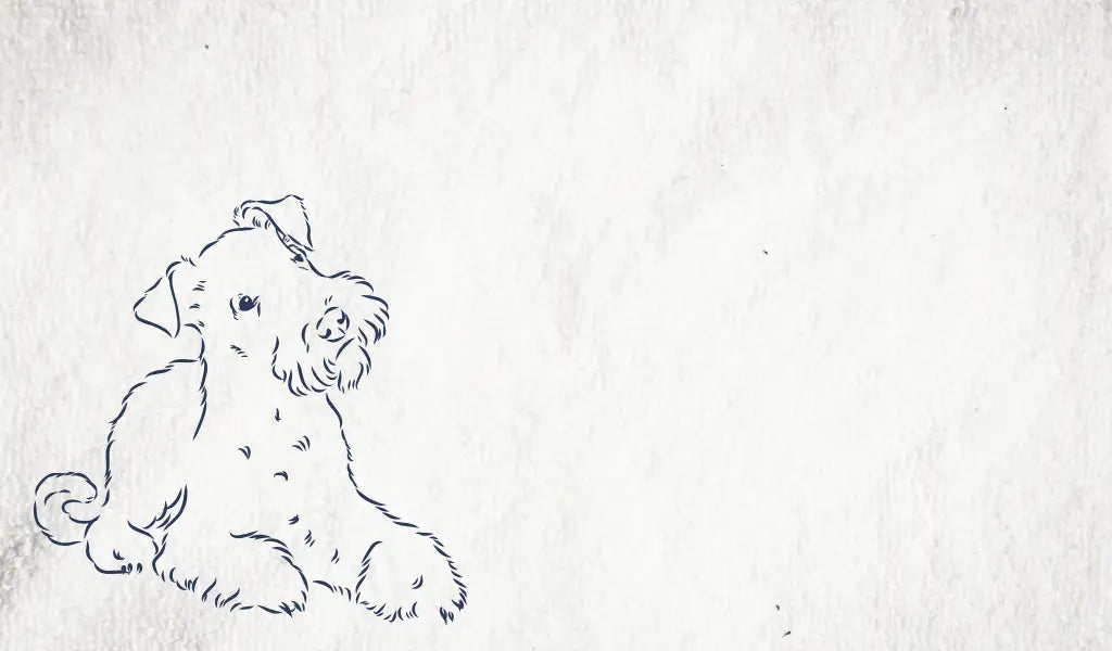 Black and white dog drawing accidents indoors with favourite human