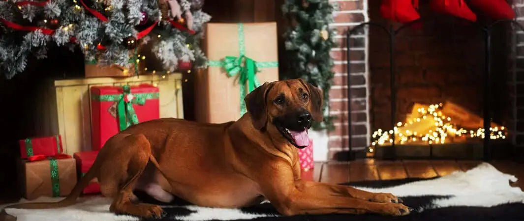 Brown leather dog collar with silver buckle and festive Christmas bow tie