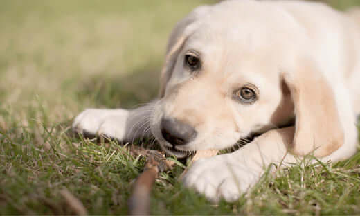 Golden retriever puppy with peanut butter chew toy in grass