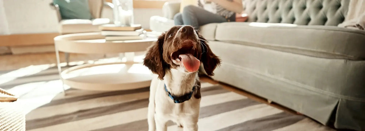 White and brown speckled dog with black collar in living room, eyeing natural dog treats