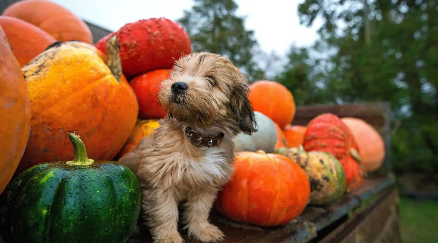 Golden curly-haired dog in black collar sits with pumpkins and gourds for Halloween pet safety