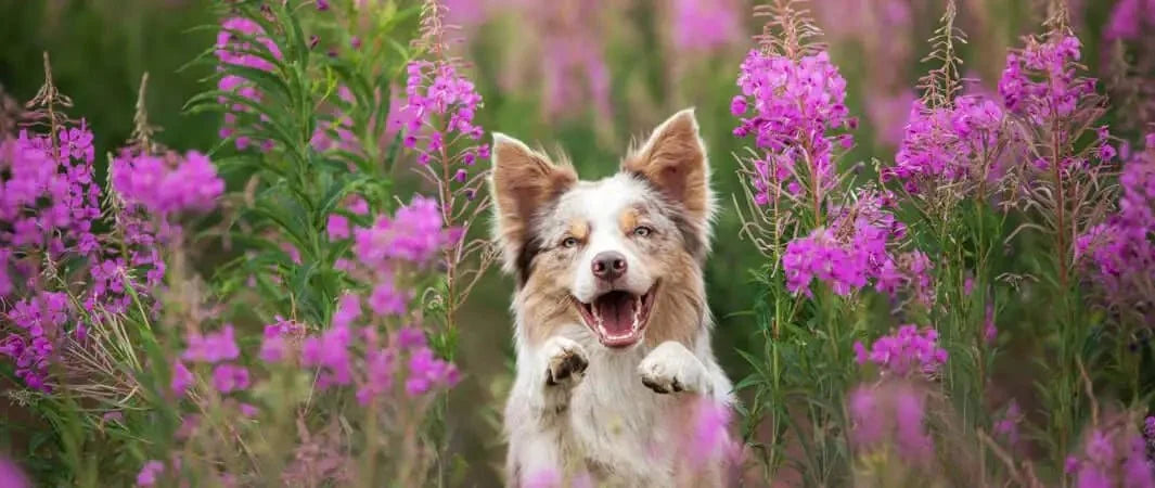 White and tan herbal dog runs through purple flowers