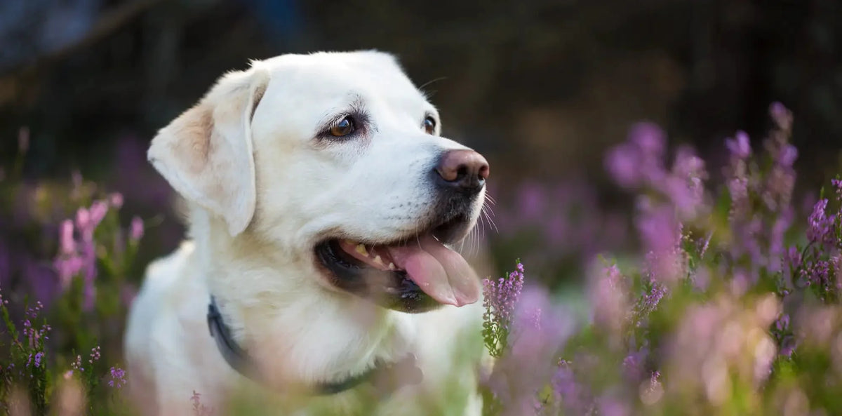 White Labrador retriever with black collar, pink tongue, easing pet anxiety