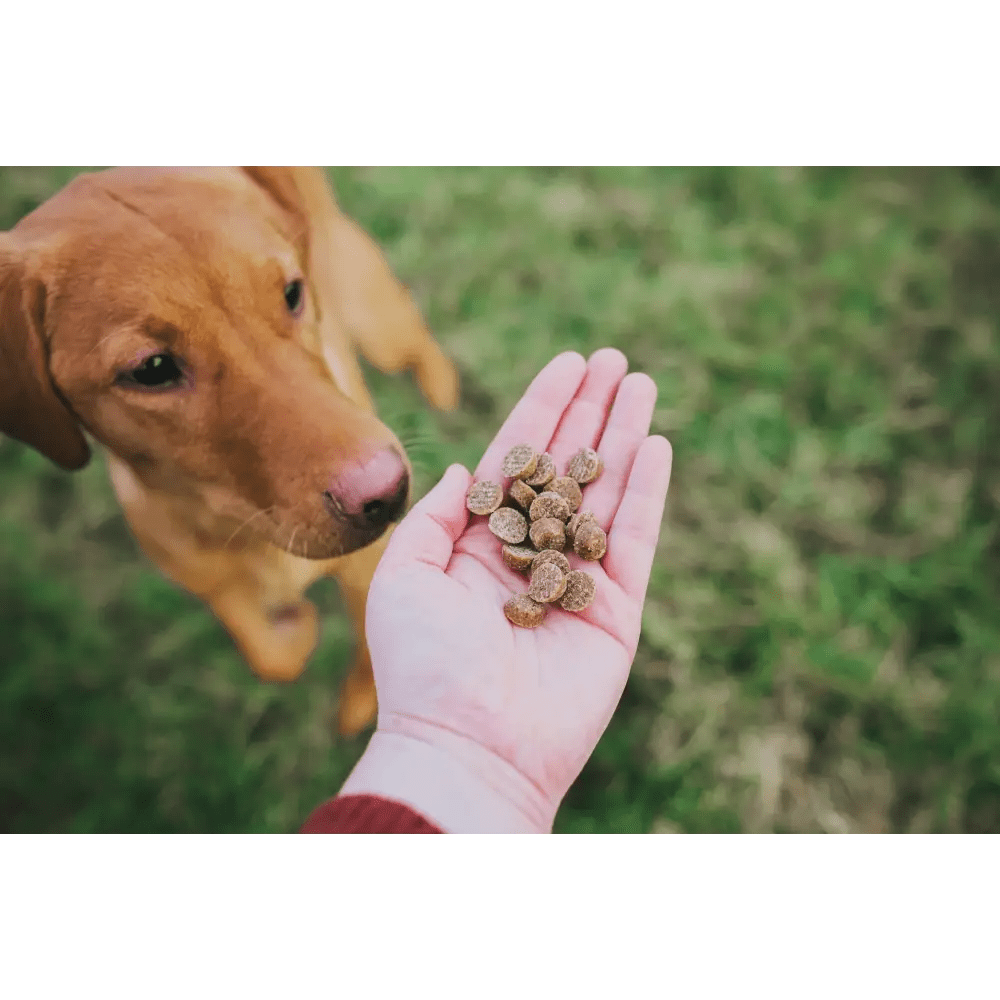 Hand holding brown round dog treats for fatty acids beyond grain-heavy food