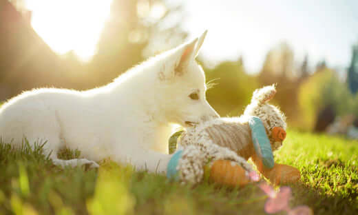 White soft toy dog plush with blue and orange accents for pets.
