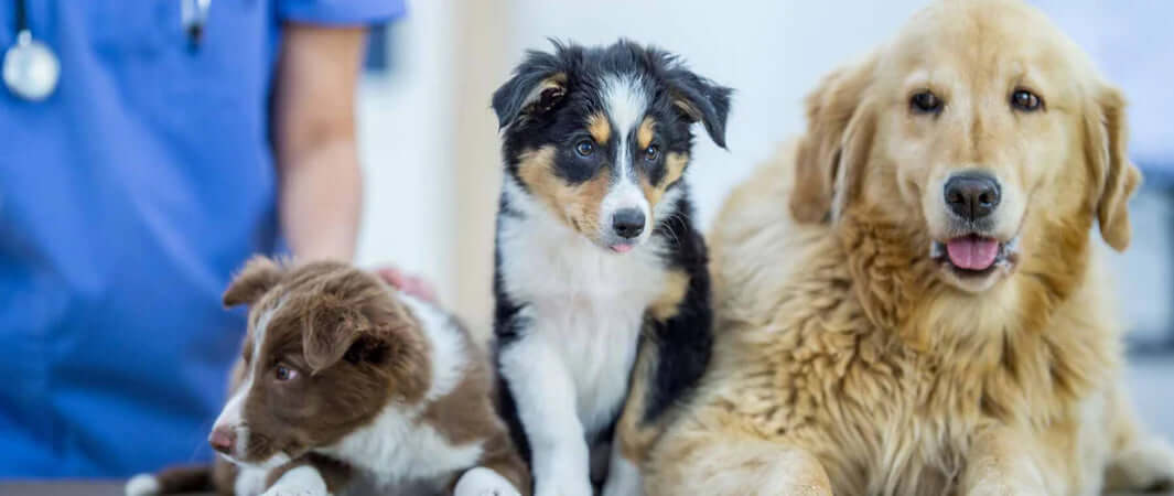 Golden Retriever Plush Toy in Pet Blood Bank Article
