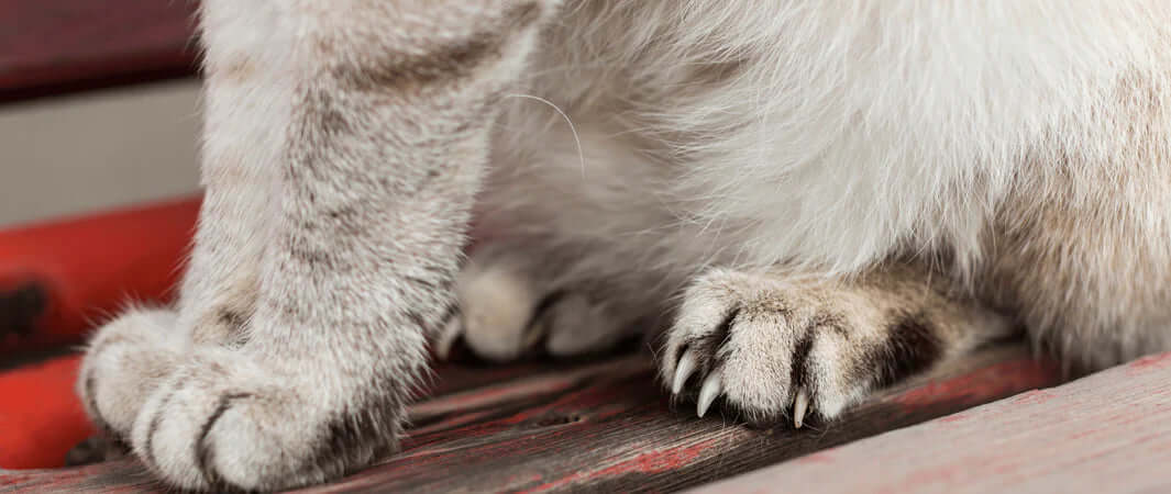 Gray cat paw pads with black pet’s claws on wood