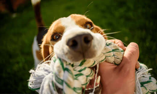 Beagle dog in green bandana playing tug games on International Tug of War Day
