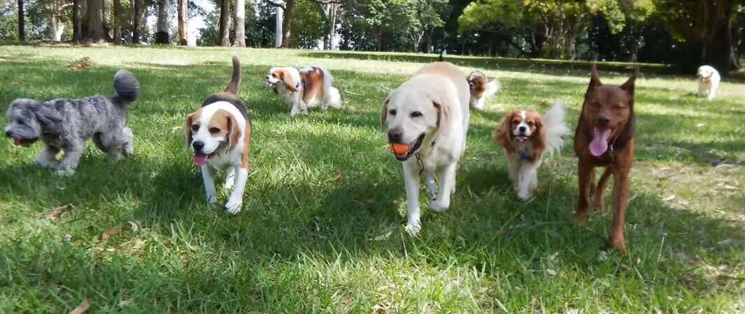 Golden Retriever playing with orange speckled ball from Pets Larder