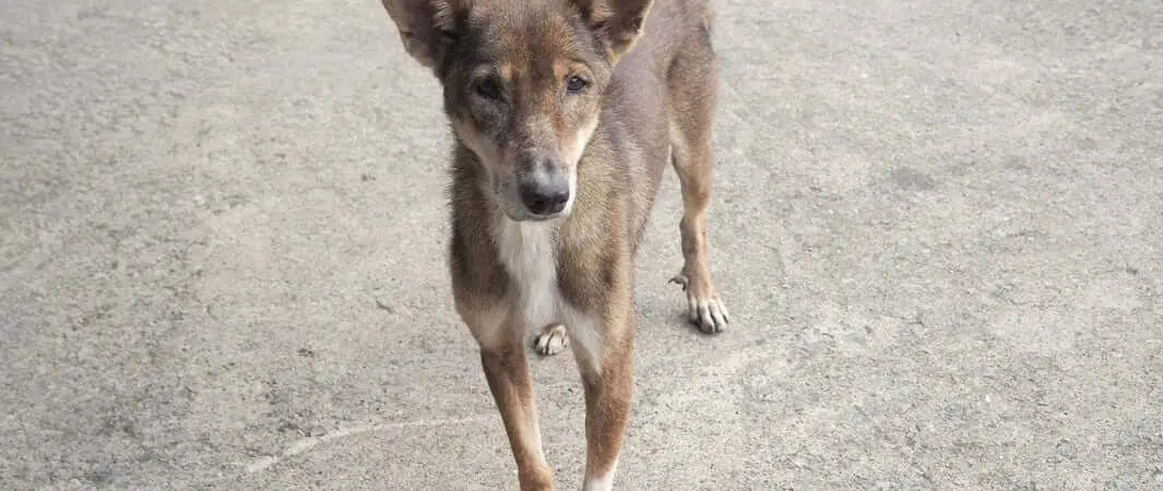 Brown and white dog at pet food bank on pavement
