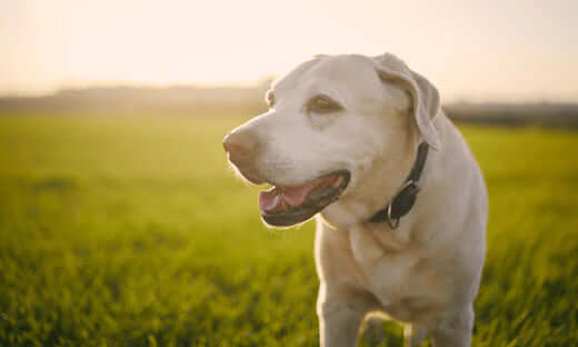 Cream-colored Labrador Retriever with black collar, maintaining healthy joints