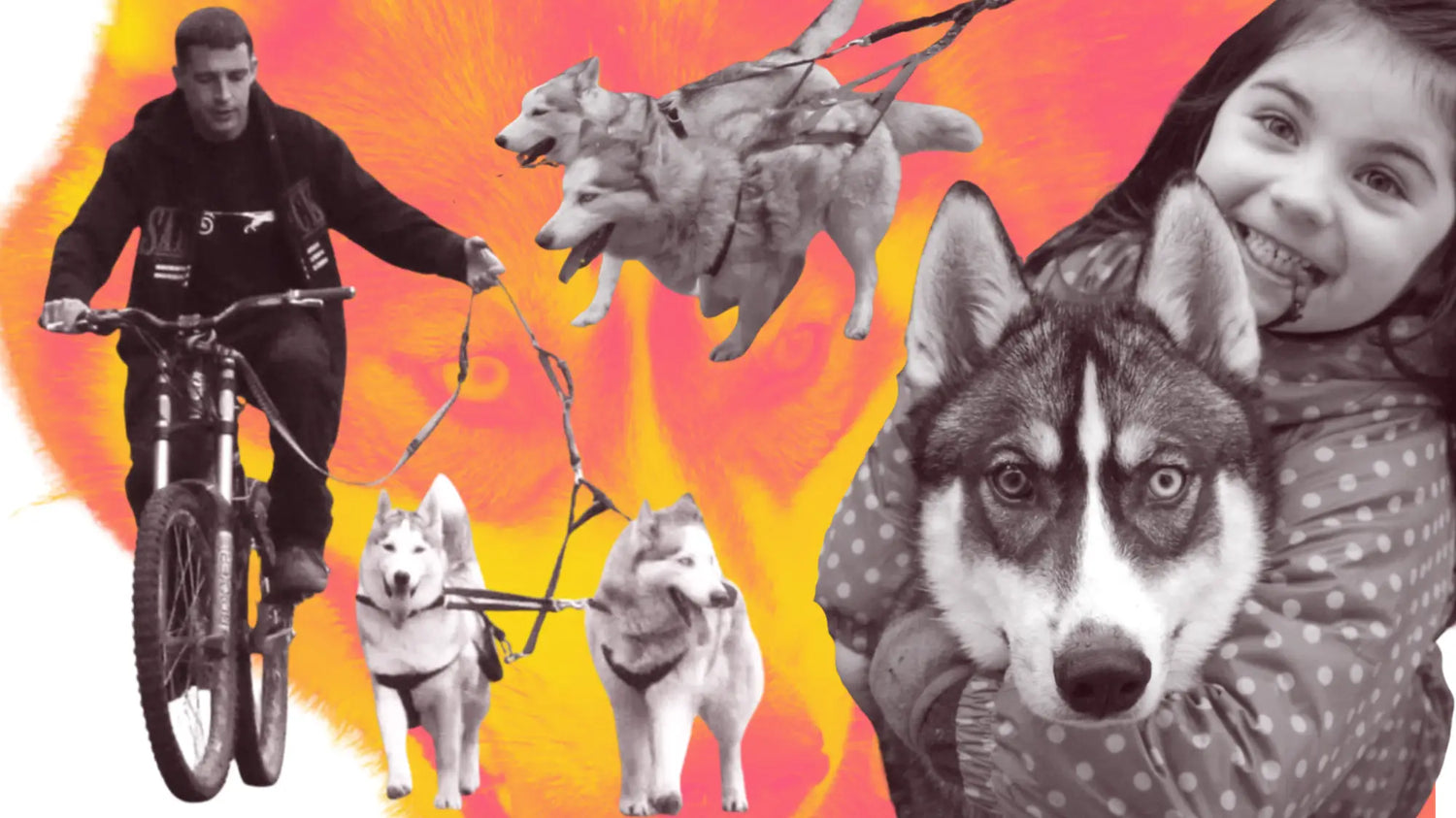 Black Siberian Husky harness with reflective stripes for working dogs