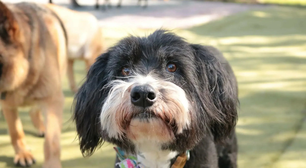 Black shaggy dog collar with floral pattern for mental health awareness
